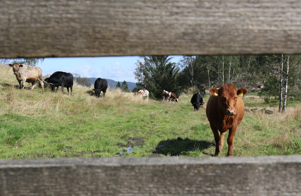 Torger Nessa og Kari Brenne sine Vestlandsk fjordfe.
Foto: Ingvild R. Myklebust