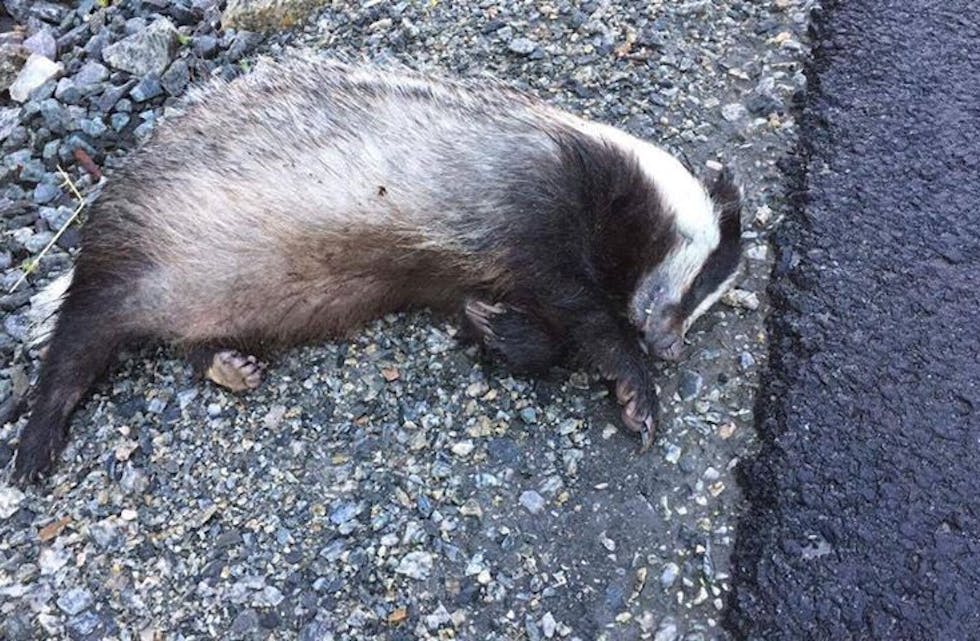 Grevlingen enda sine dagar i Skjoldastraumen. Foto: Privat