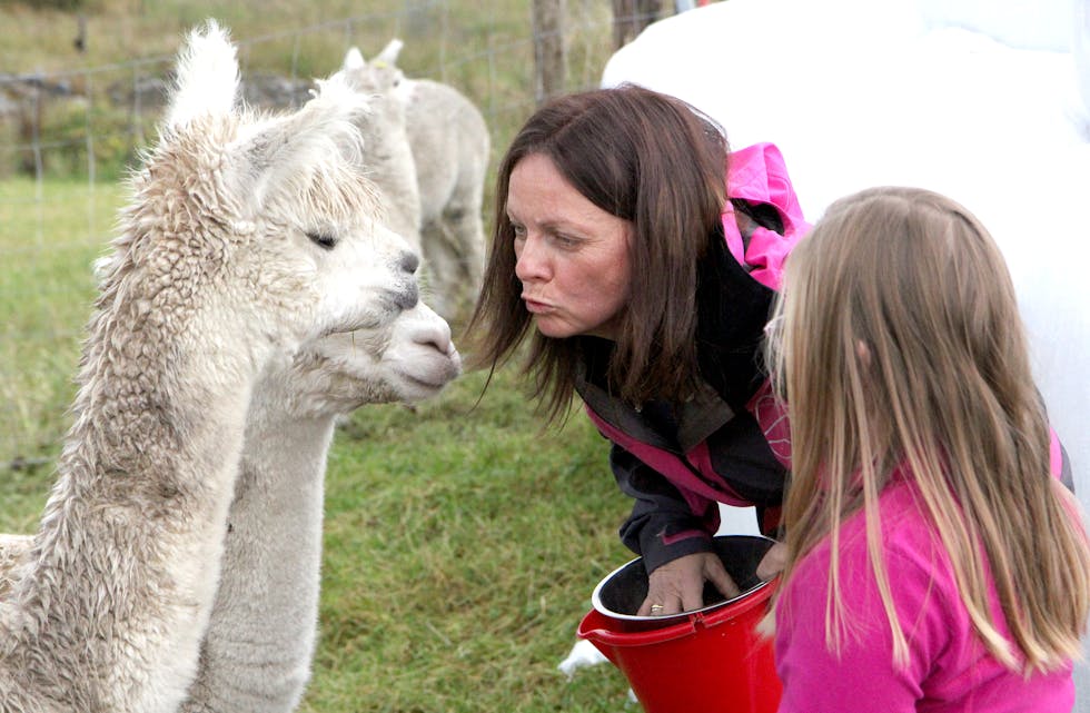 Alle saman er sosiale og nysgjerrige, men alpakkaane er ikkje kosedyr. Det må ein alltid ha i bakhovudet. Dei likar ikkje at me tar tak i dei. Blir for nærgåande så spyttar dei, seier Britt Ånderå.