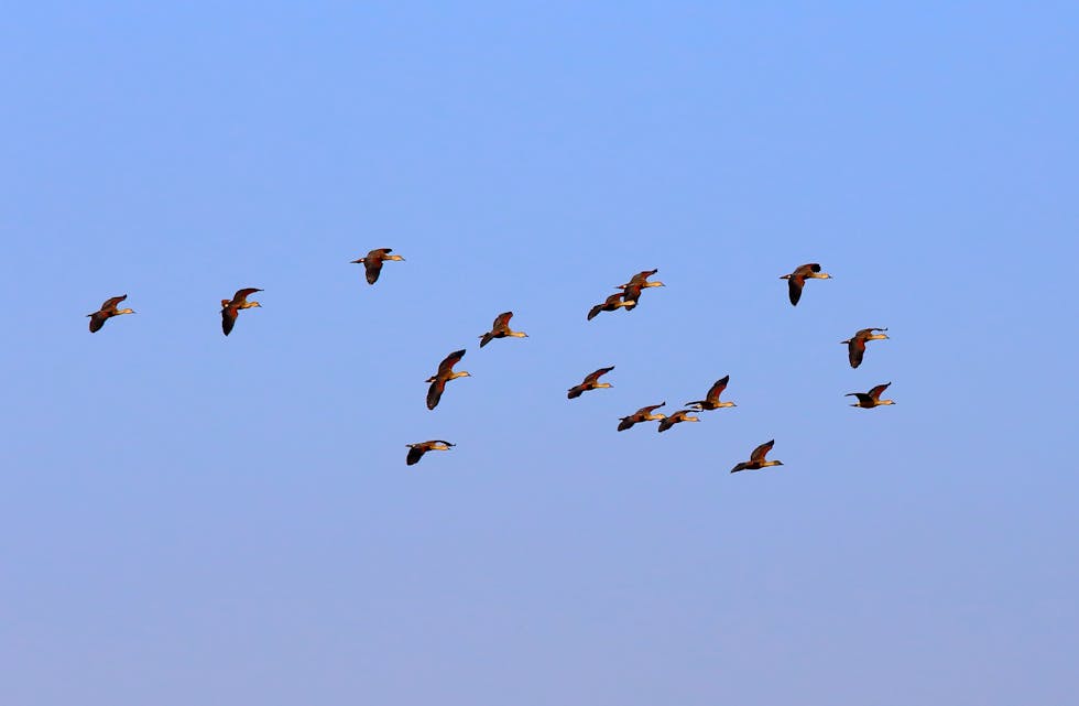Flight of migratory birds in Bangladesh
