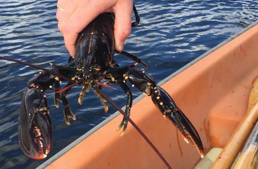 Om ei veke startar hummarfisket. Arkivfoto: Ingvild R. Myklebust