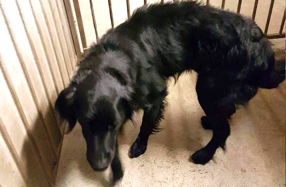 Hunden ser ut som ein Flatcoated retriver, men har ei hvit stripe frå brystet og ned, som tyder på at han kanskje er blanda med Border collie.