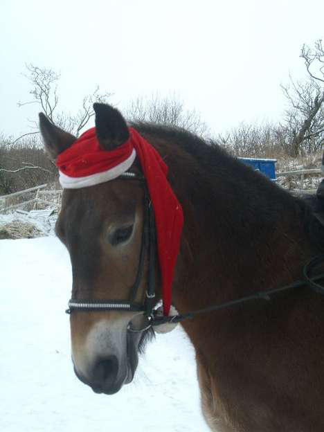 Hest m_nisselue dypetset