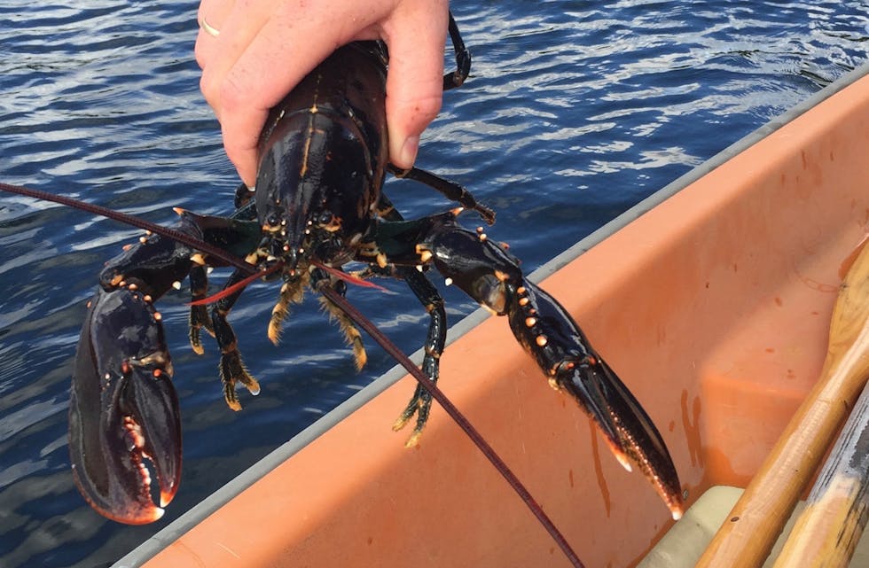 Får og med denne sesongen må du registrere deg for å fiske hummar. Arkivfoto: Ingvild R. Myklebust