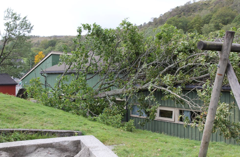 Denne store eika velta over eit bygg på Grinde skule natt til torsdag. Foto: Ingvild R. Myklebust