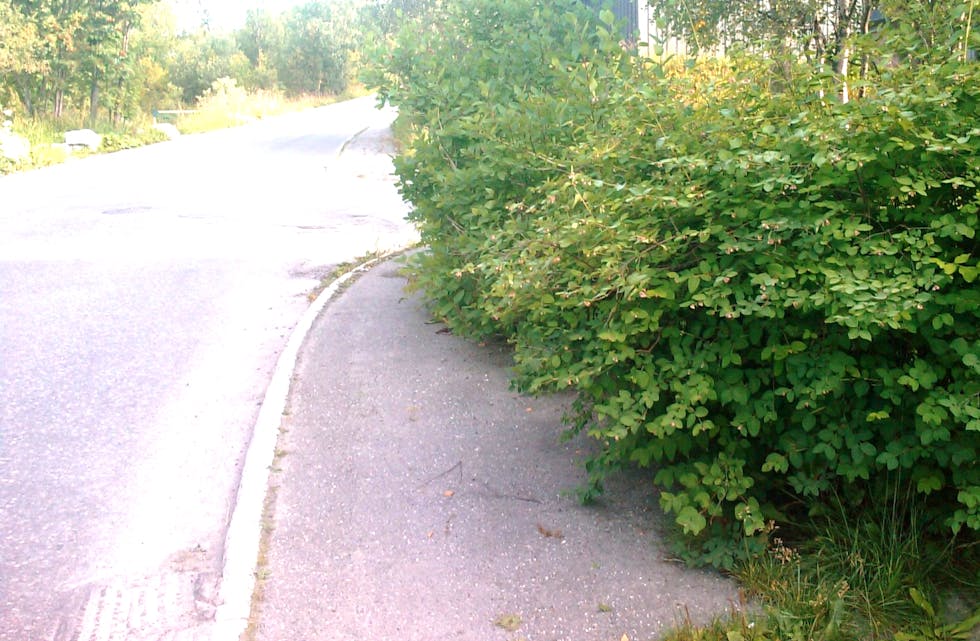 Det er grunneigaren si oppgåve å syte for at hekken ikkje veks uti vegbanen. Det kan skape farlege situasjonar i trafikken.