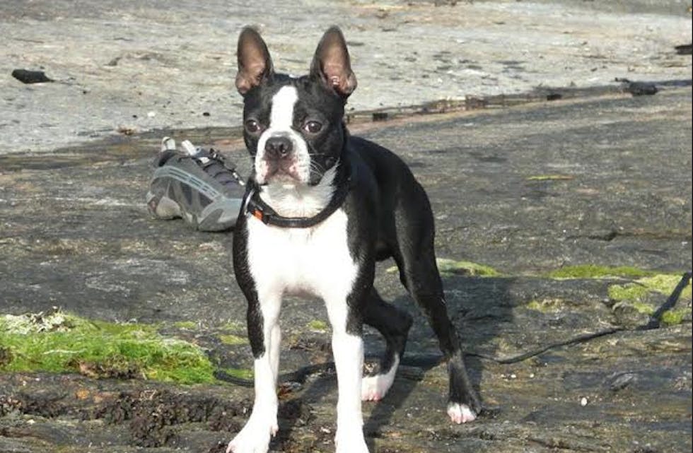 Har du ett en slik hund i Aksdal?