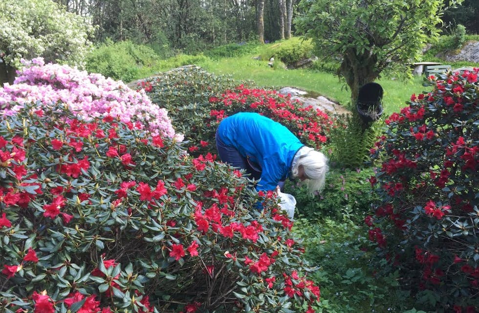 Skjermbilde 2015-06-02 kl. 15.42.55