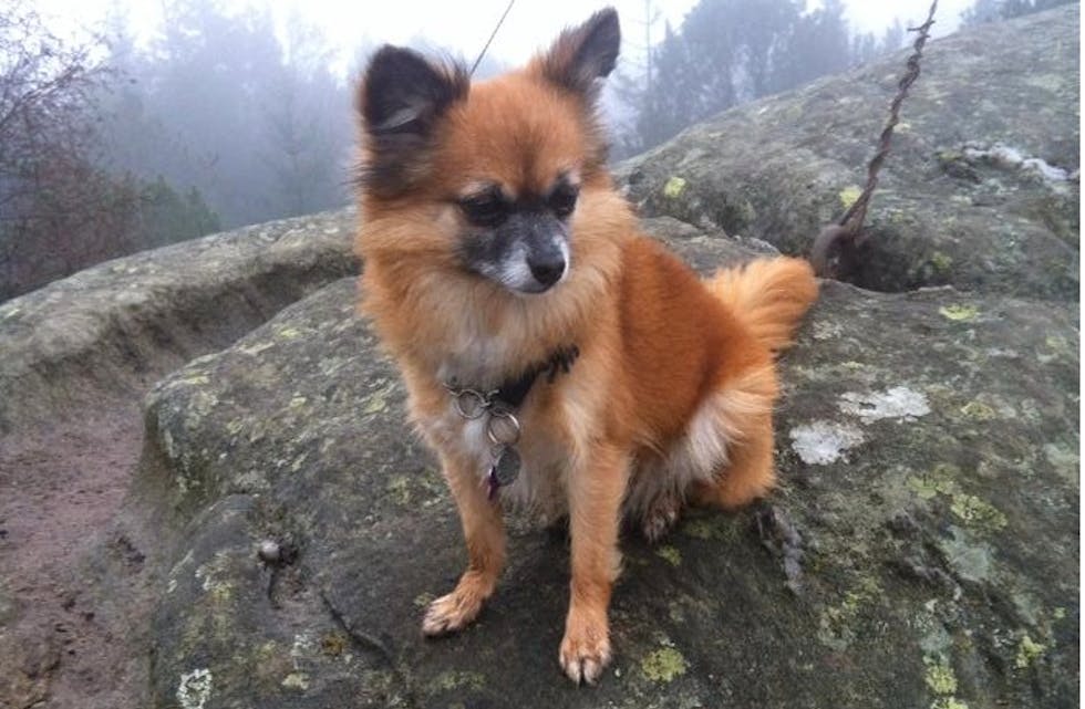 Har du sett denne? Sakna frå Aksdal og sett på veg mot Frakkagjerd i helga...