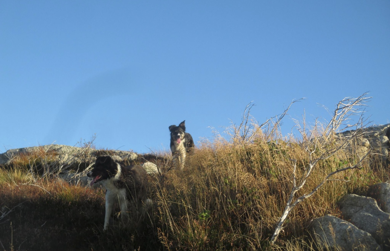 Foto: Gunvor Hustoft