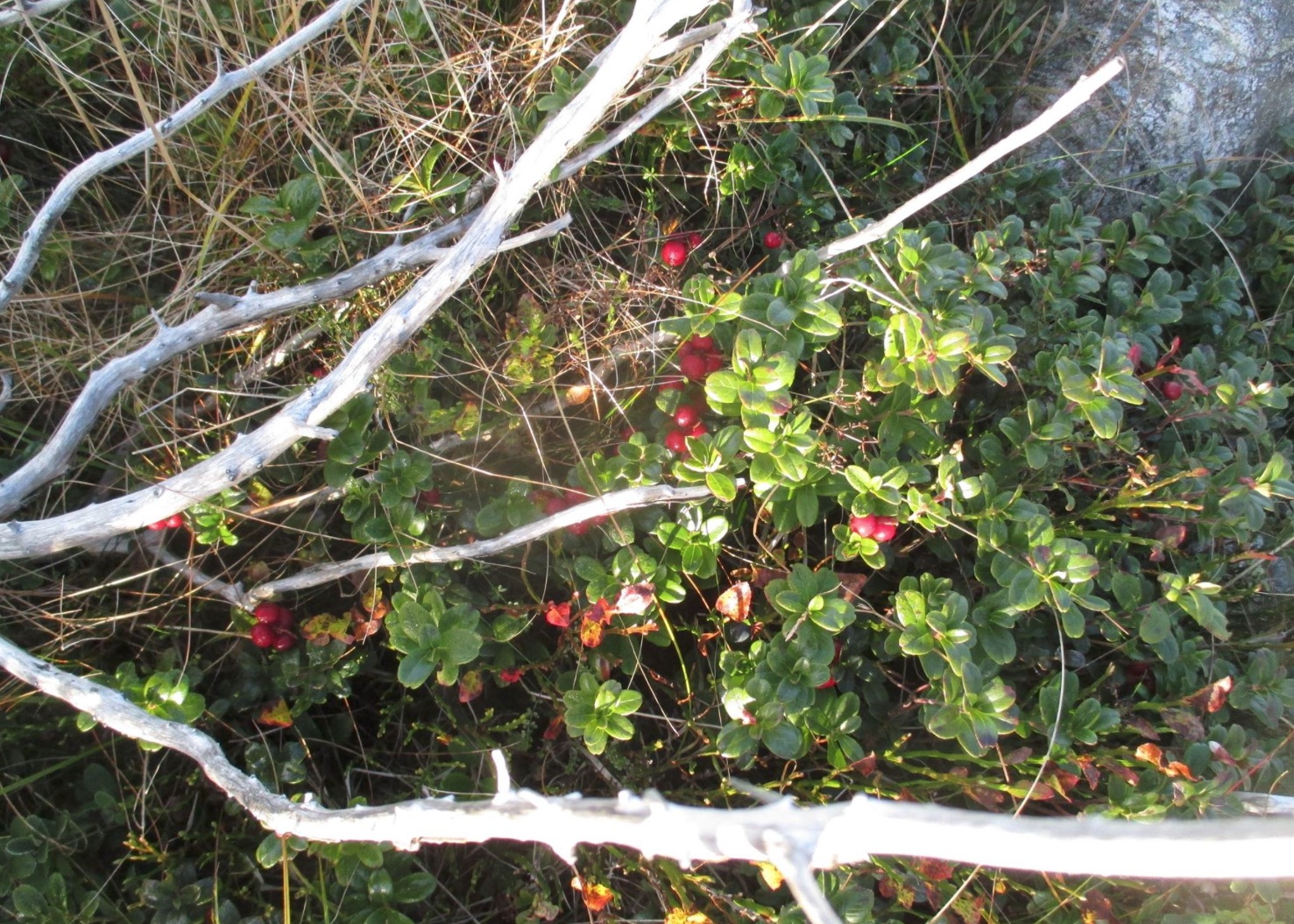 Skjermbilde 2015-10-16 kl. 12.41.12