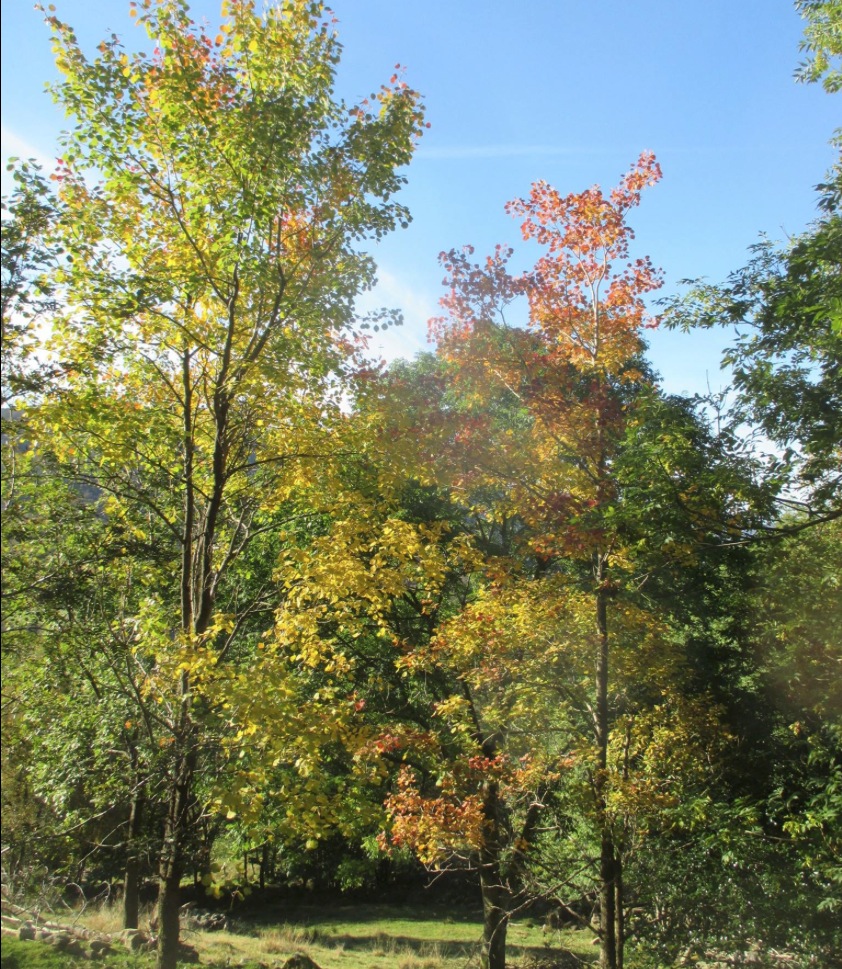 Skjermbilde 2015-10-16 kl. 12.41.18