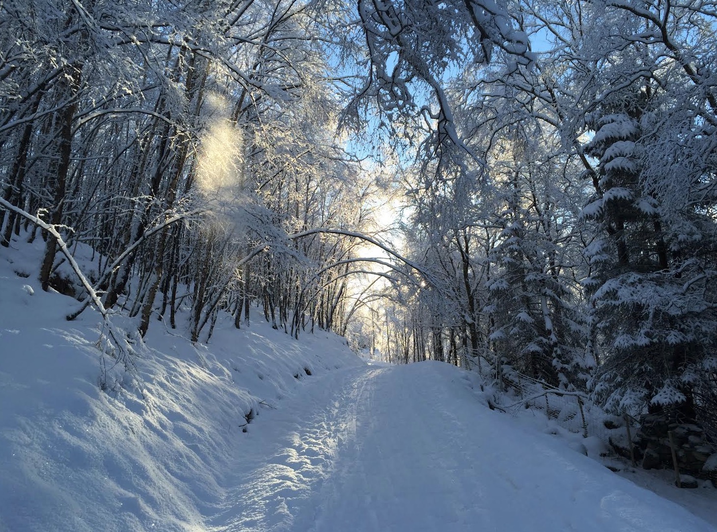 Eikeskog - Frakkagjertd. Foto: Kari Elene Håheim