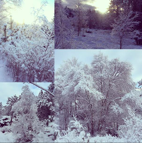 På vei til Håvåshytta. Foto: Tove Johnsrud Tysse