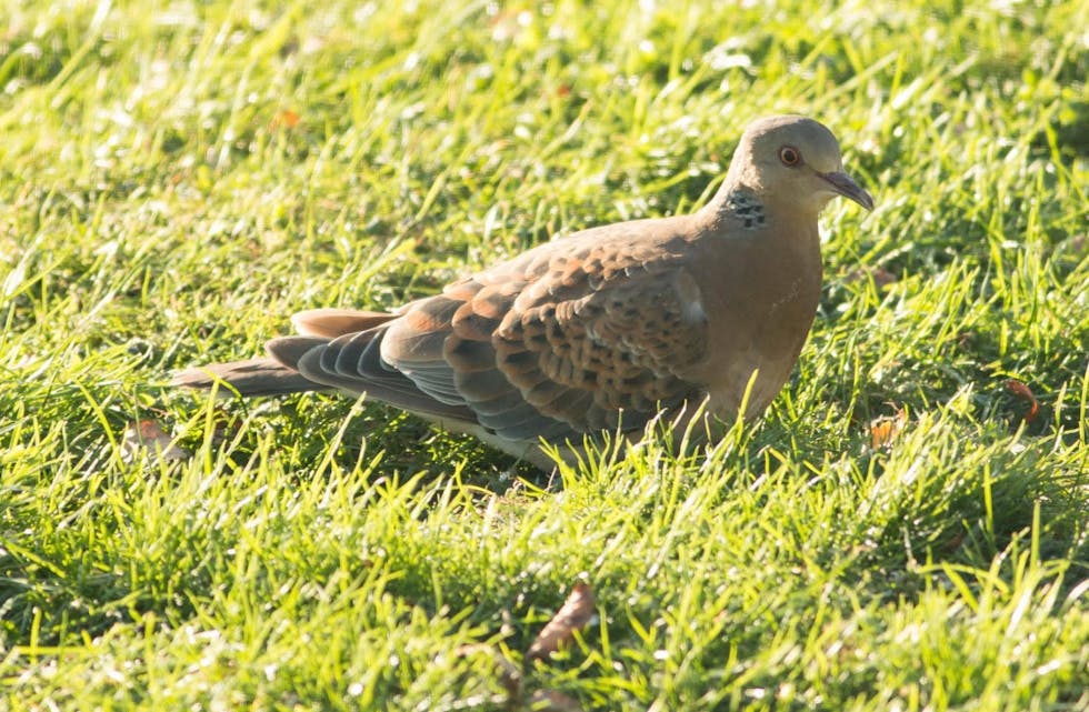 – Mongolturteldue som vi har her inne på Nedstrand. Foto Odd Einar Svendsen
