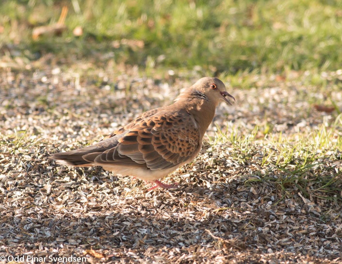 skjermbilde-2016-11-10-kl-08-16-41