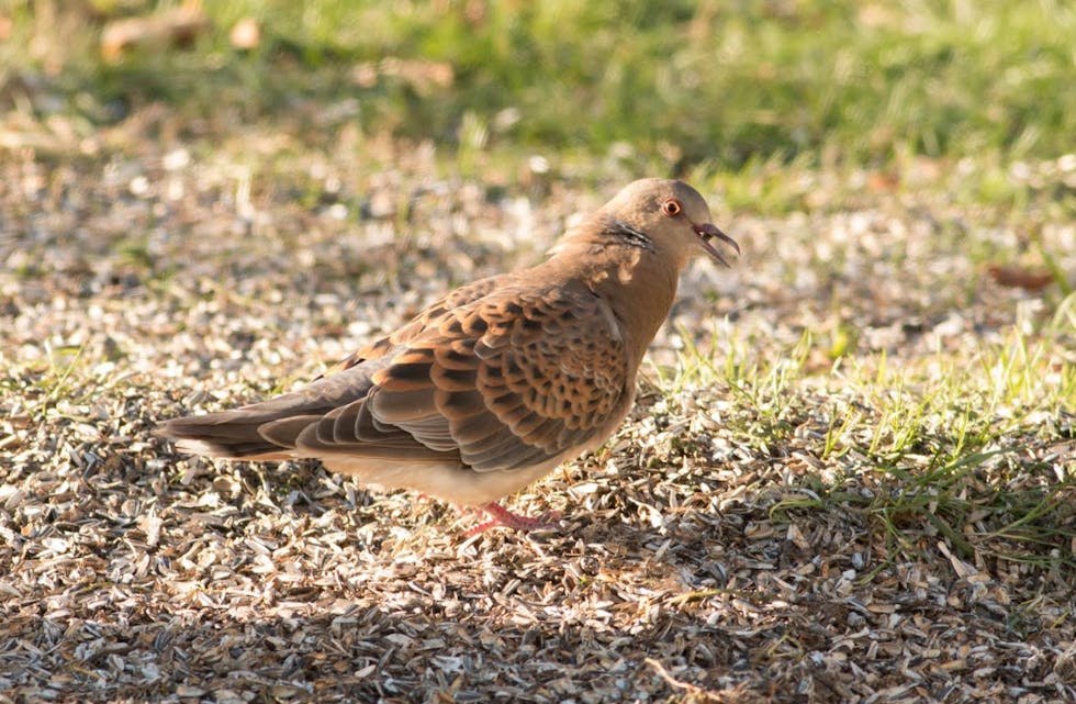 skjermbilde-2016-11-10-kl-08-16-41