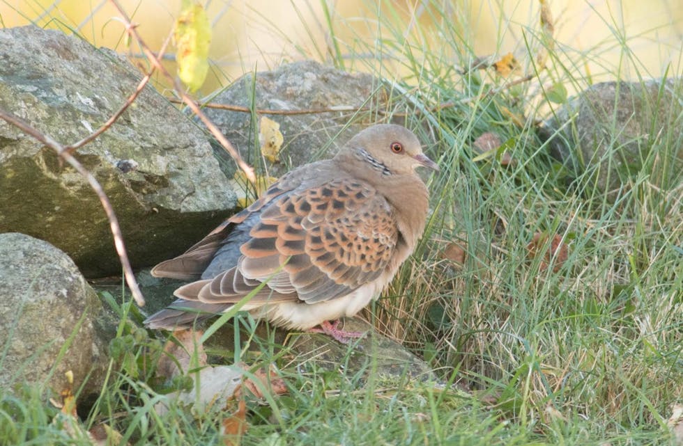 skjermbilde-2016-11-10-kl-08-16-51