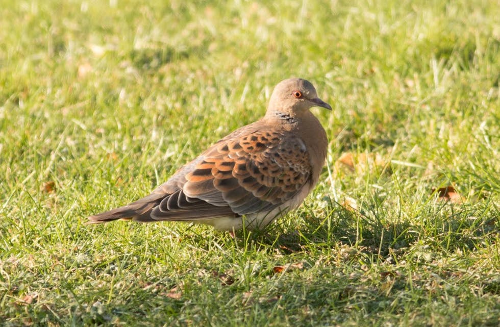 – Mongolturteldue som vi har her inne på Nedstrand. Foto Odd Einar Svendsen