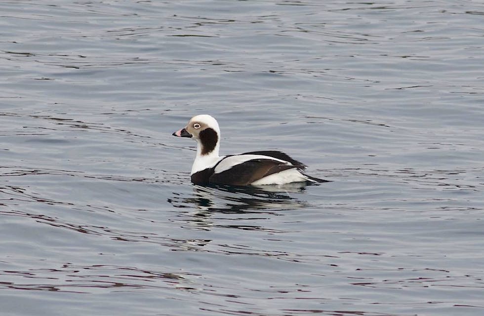 Havelle på besøk på Nedstrand. Foto: Odd Einar Svendsen