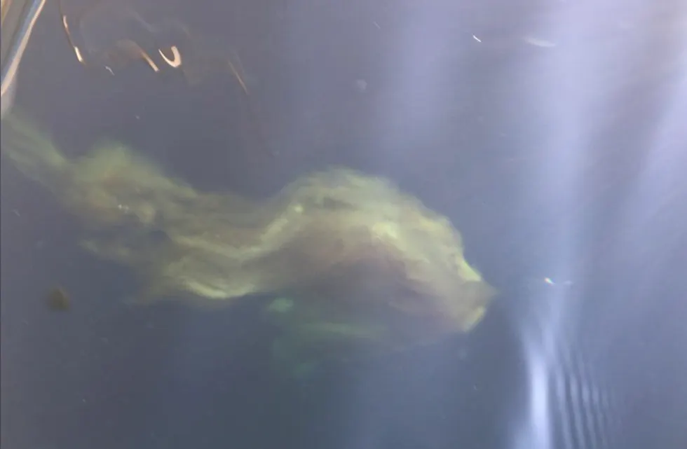 Kroken festet seg i dette og var ikke til å få løs. Det var krefter i skapning som ekteparet Stakkestad lurer på hva er. Foto: Lill Stakkestad.