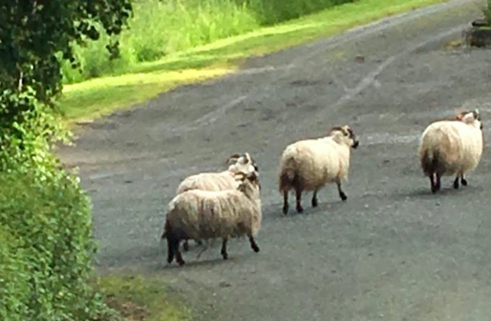 Fire sauer går langs veien i retning Tysværvåg. Foto: Øyvind Røkenes