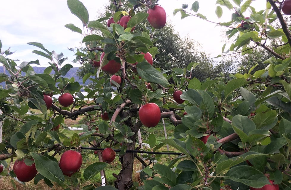 Nå kommer de nydelige norske eplene ut butikkhyllene. Her ser vi Summerred før høsting, og utover høsten kommer flere sorter som perler på en snor.