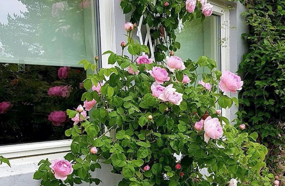 Rosene er raude og... Det er mykje fint å sjå i hagen på Silgjerd om dagen.
Foto: Brit Silgjerd