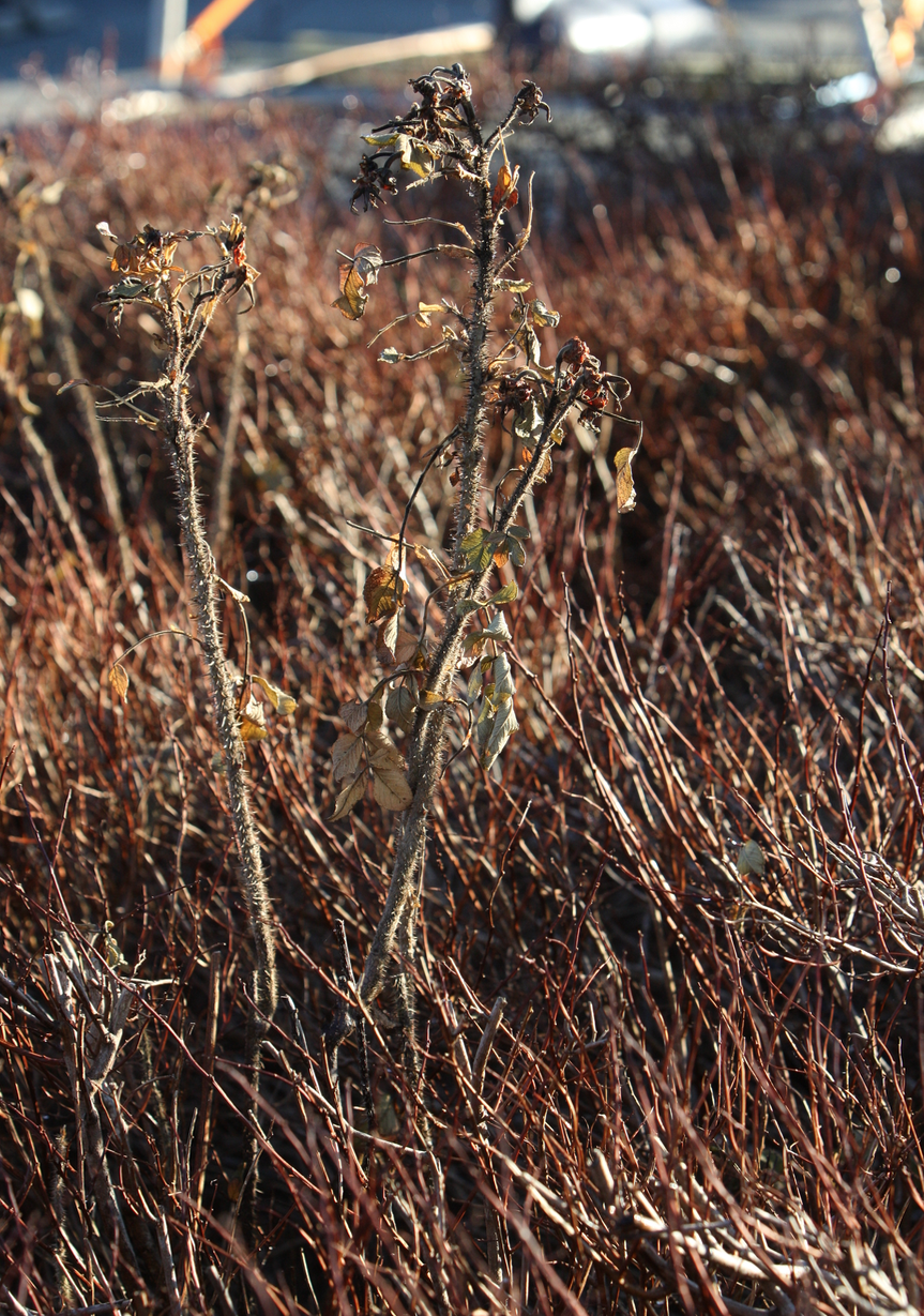 Skjermbilde 2018-11-24 kl. 13.26.33