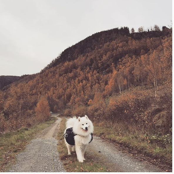 Skjermbilde 2018-11-29 kl. 10.07.30