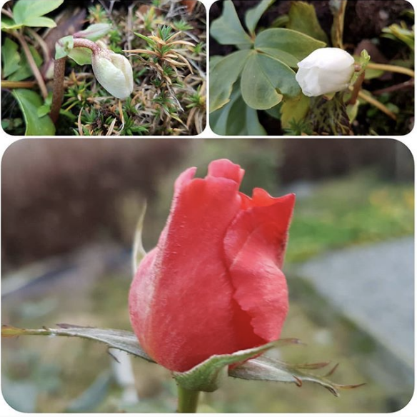 Skjermbilde 2018-11-29 kl. 10.15.46