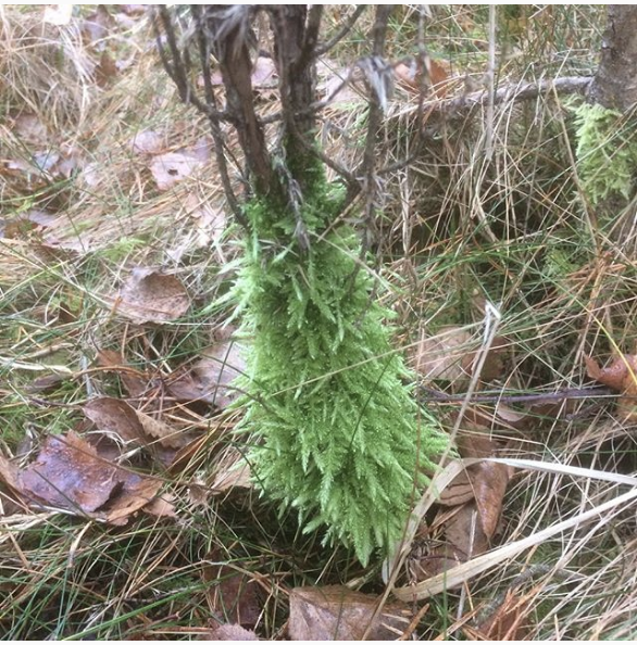 Skjermbilde 2018-11-29 kl. 10.15.55