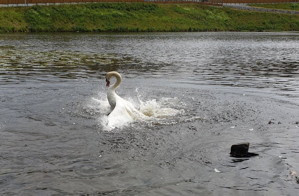 Det ble en durabelig kamp mellom en svane og en måke i dag. Måken hadde ingen sjanse. Foto: Anette Sandbekken.