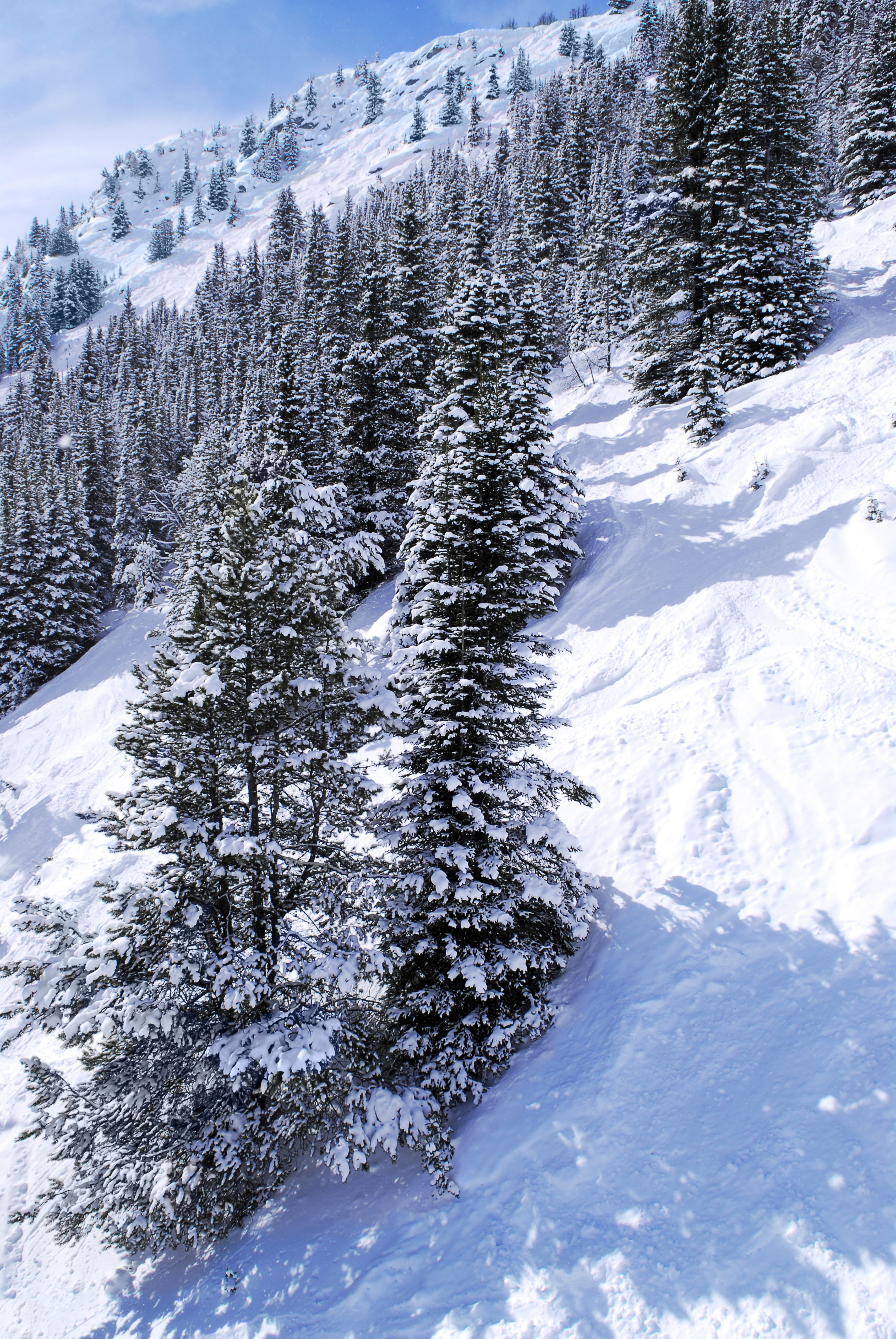 Downhill skiing tracks among fir trees in winter Canadian Rocky mountains