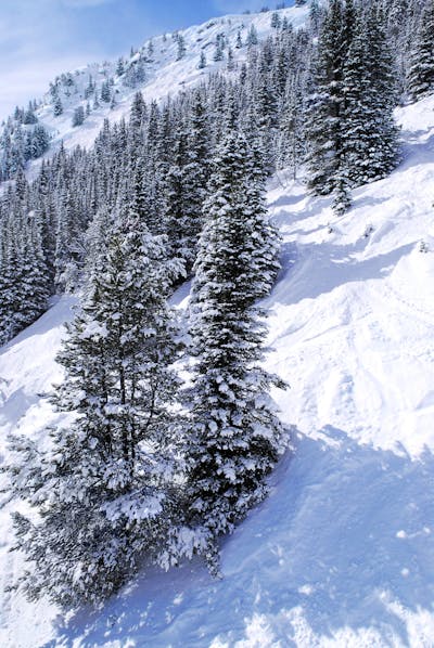 Downhill skiing tracks among fir trees in winter Canadian Rocky mountains