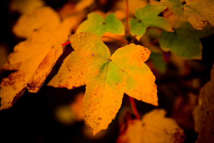 høstløv2