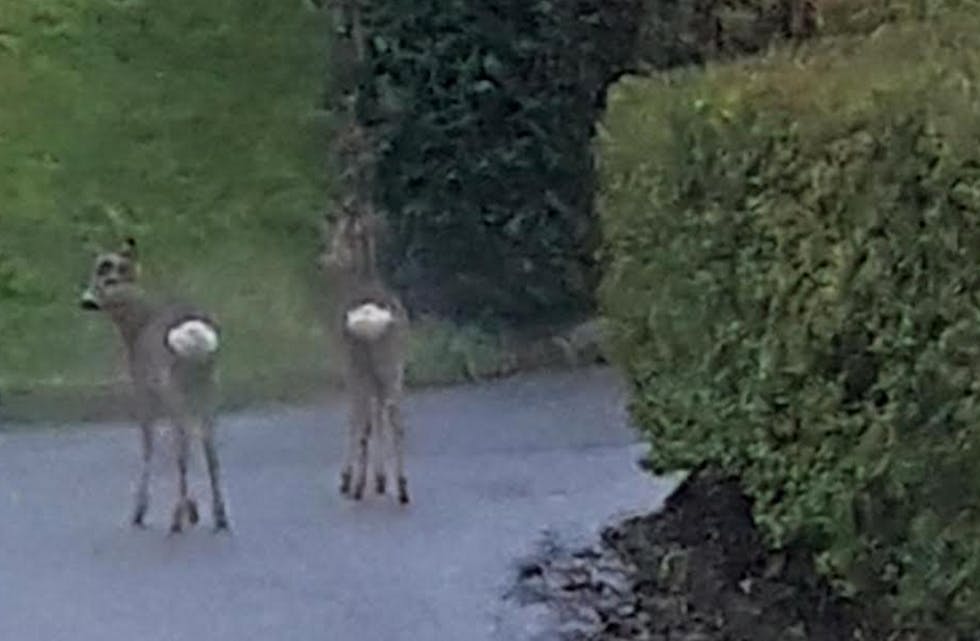 Rådyr i oppkjørselen er ikke helt vanlig. Ikke i Førresdalen heller. Foto: SMS-tipser