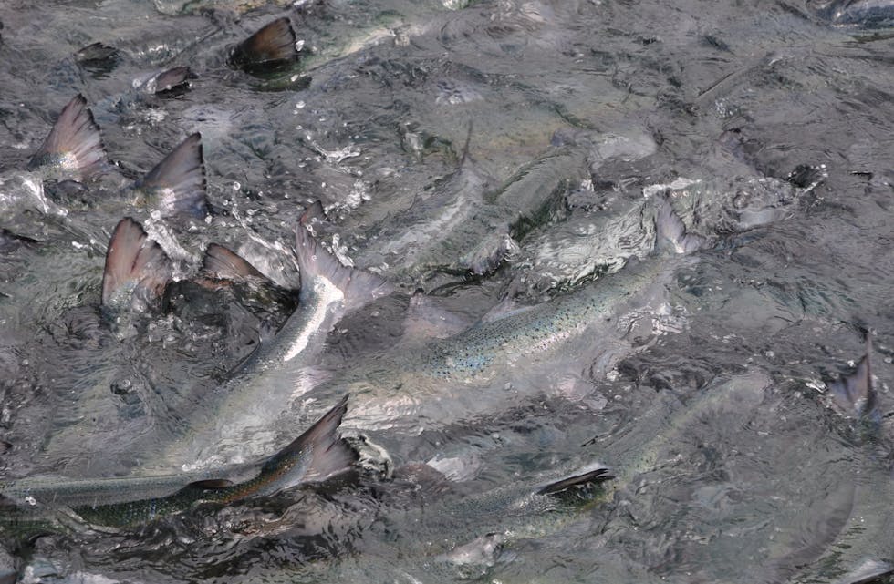 MOWI er i gang med utslakting, etter virusfunnet.