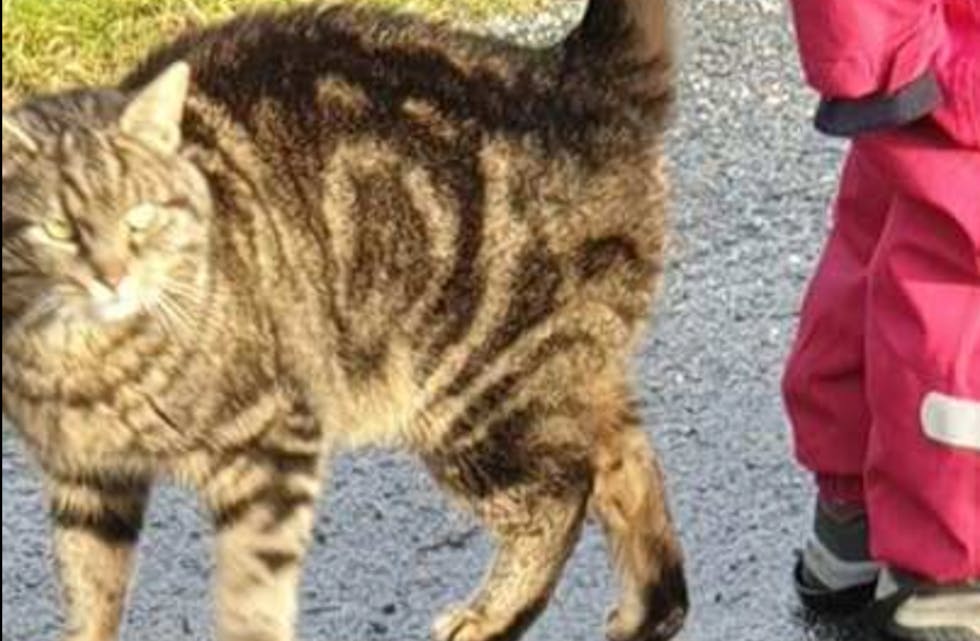 Denne katten har slått seg til ro i Førre, ved den gamle gravplassen.