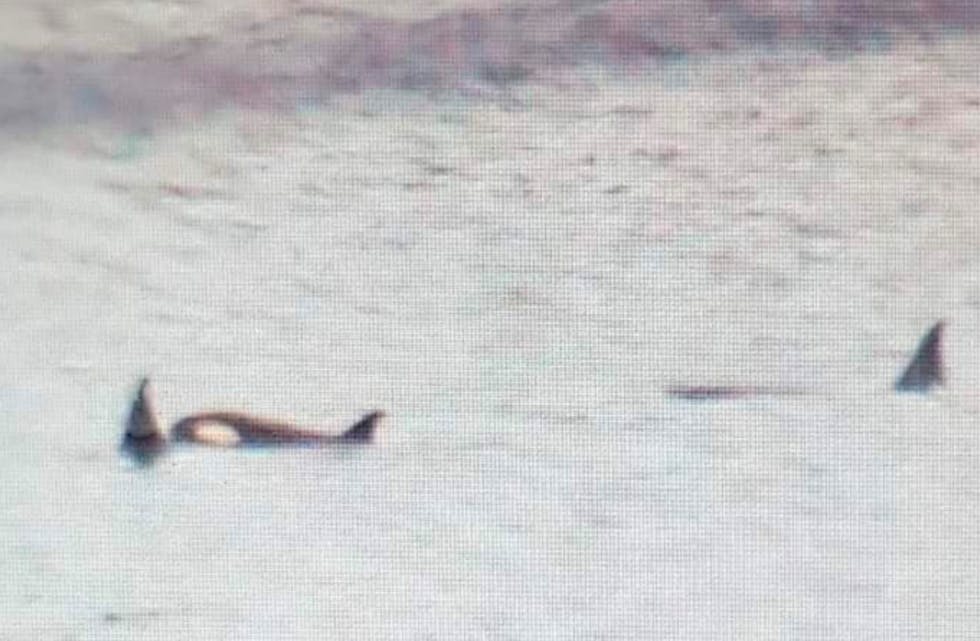 Spekkhoggere i Førresfjorden. Foto: Einar Kirkhus Nilsen
