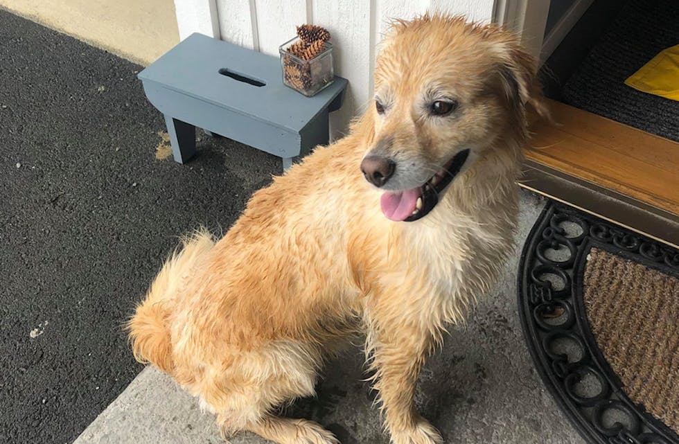 Hvem sin hund er dette, spør Veronika Dagsand og vi.
