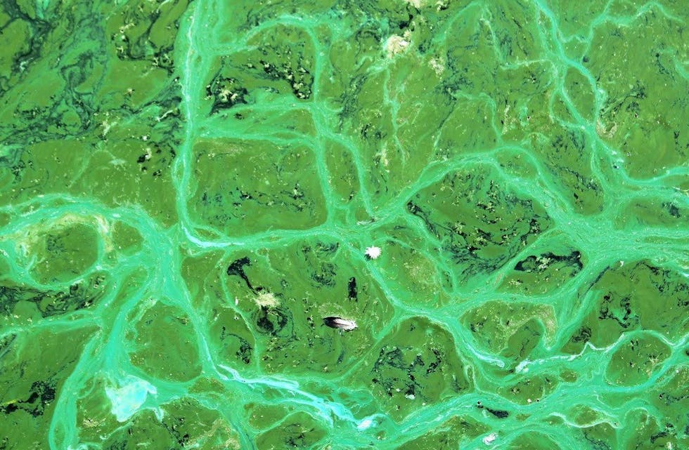 Det er påvist cyanobakterier, eller blågrønnalger, i Aksdalsvatnet