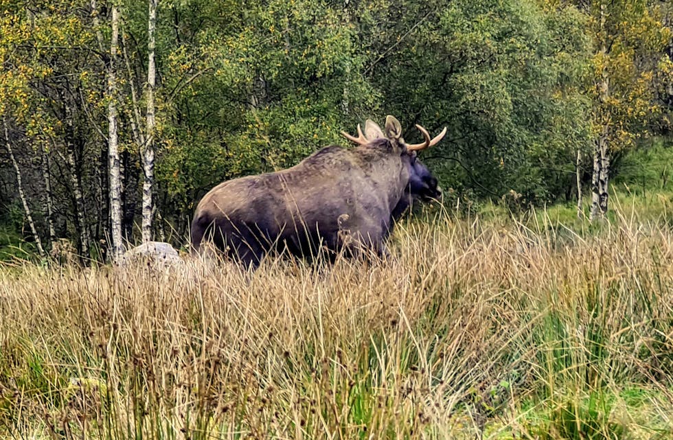 Elgen rusla vidare då kameraet kom fram.
Foto: Anne-Karin Peters Hægland