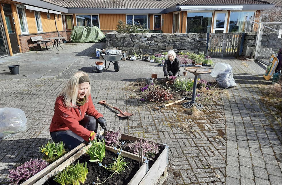 Frivillige hagevennene på Aksdaltunet. Anne Kjersti Aarhus og Veslemøy Barnes planter vårblomster i hagen.