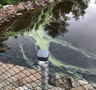 Det har komme eit nytt utbrot med blågrønalgar i Aksdalsvatnet. 
Foto: Tysvær kommune