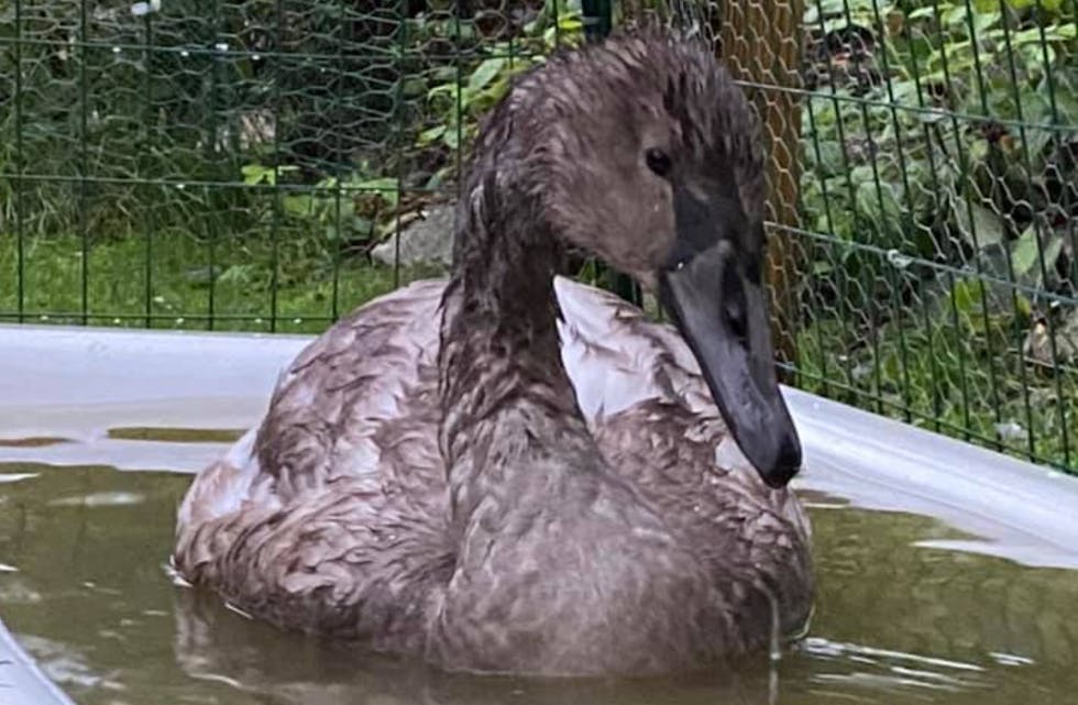 Om nokon ser familien (mor far og ein annan slik unge) til denne vakre svaneungen i Førre/Frakkagjerd-området, ta gjerne kontakt med Anita Hlegeland.