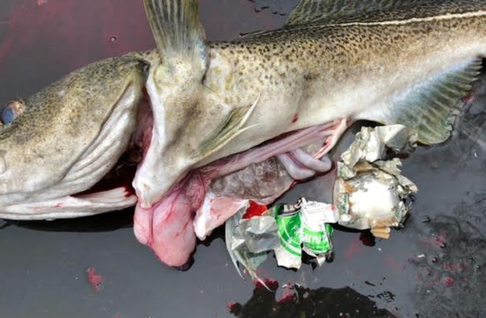 Denne torsken hadde deler av en ølboks i magen. Oppfordringen er selvsagt at søppel tar vi med oss på land. Foto: Marit Hetland