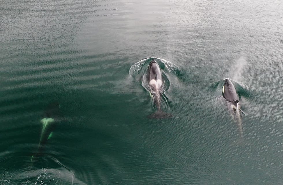 Knut Ivar Skogland tok flotte bilder av spekkhoggere i Yrkjefjorden