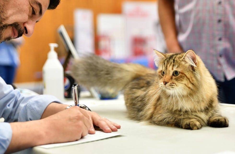 Katteutstilling er ein skjønnheitskonkurranse. Kvar rase har ein rasestandard, som vil seie ein standard for korleis den optimale katten i den rasen skal sjå ut.
Foto: Odd Lundberg