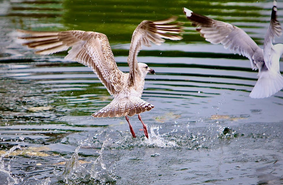 Mattilsynet følgjer situasjonen tett og tester dyr fortløpande for smitte.